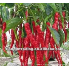 Chiles de alta calidad